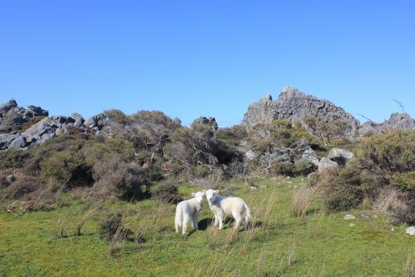On a patch of grass two sheep look over their shoulder at the camera. In the background we see rocky terrain, and overhead, blue sky. On a patch of grass two sheep look over their shoulder at the camera. In the background we see rocky terrain, and overhead, blue sky.