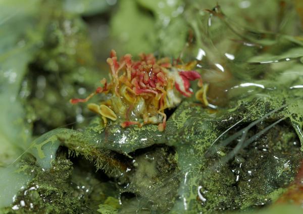 A still from Spawn (2021) a video by Laura Duffy. The image is a close up of a natural organism that has rotted or decayed into a new form somewhere between the grotesque and beautiful. The organism sits on top of another green organic material with patches of liquid which appear to be stretched as if they have turned into a gooey substance A still from Spawn (2021) a video by Laura Duffy. The image is a close up of a natural organism that has rotted or decayed into a new form somewhere between the grotesque and beautiful. The organism sits on top of another green organic material with patches of liquid which appear to be stretched as if they have turned into a gooey substance